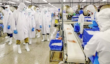 Vĩnh Hoàn báo lãi quý II “đi lùi”, khoản phải thu tăng mạnh, cổ phiếu vẫn loay hoay vùng đáy