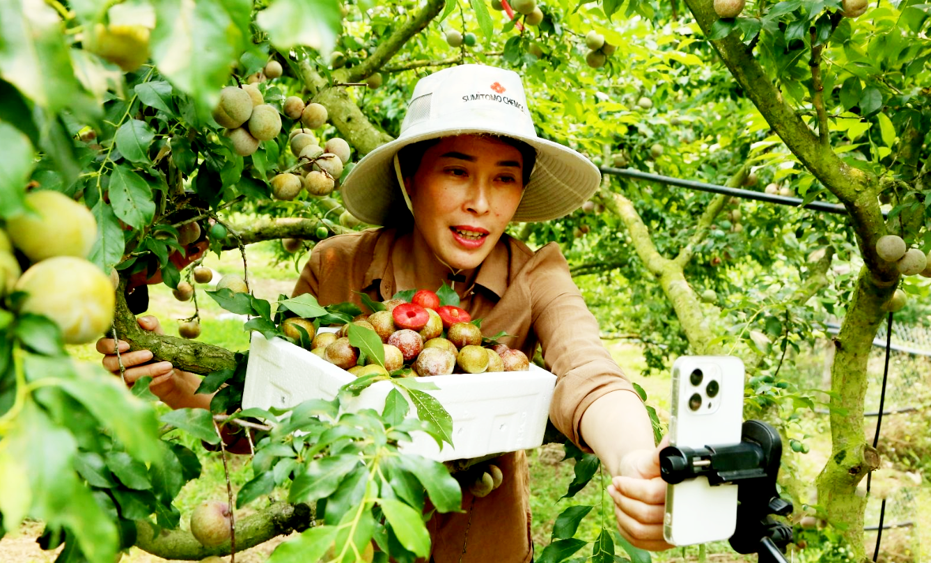 Toàn cảnh nông nghiệp công nghệ cao Sơn La kết nối toàn cầu