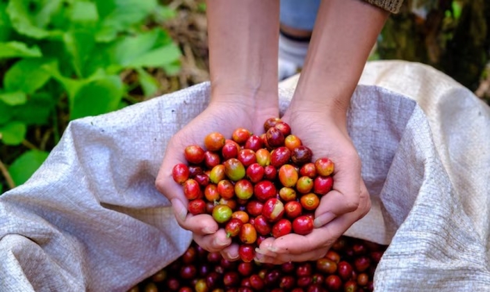 Hai sàn quốc tế phục hồi, giá cà phê trong nước tăng 200 đồng/kg