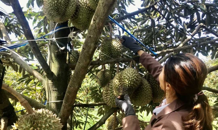 Sở hữu trí tuệ trở thành