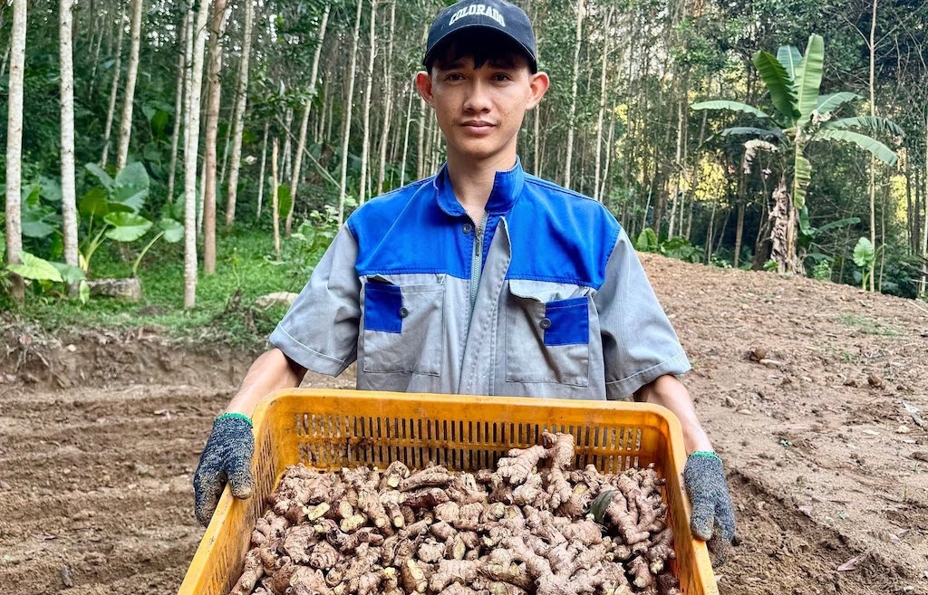 HTX Nông nghiệp xanh Đất Quảng đẩy mạnh chế biến sâu, xây dựng văn hóa đổi mới sáng tạo và chú trọng sở hữu trí tuệ để nâng giá trị nông sản xứ Tiên.