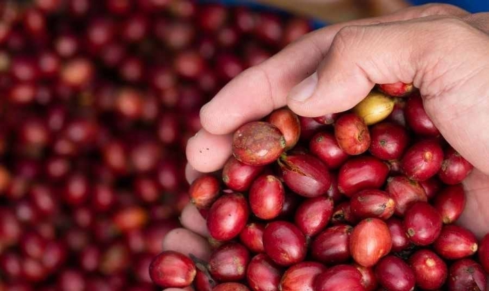 Giá cà phê giảm nhẹ 200-300 đồng/kg, thị trường đi ngang