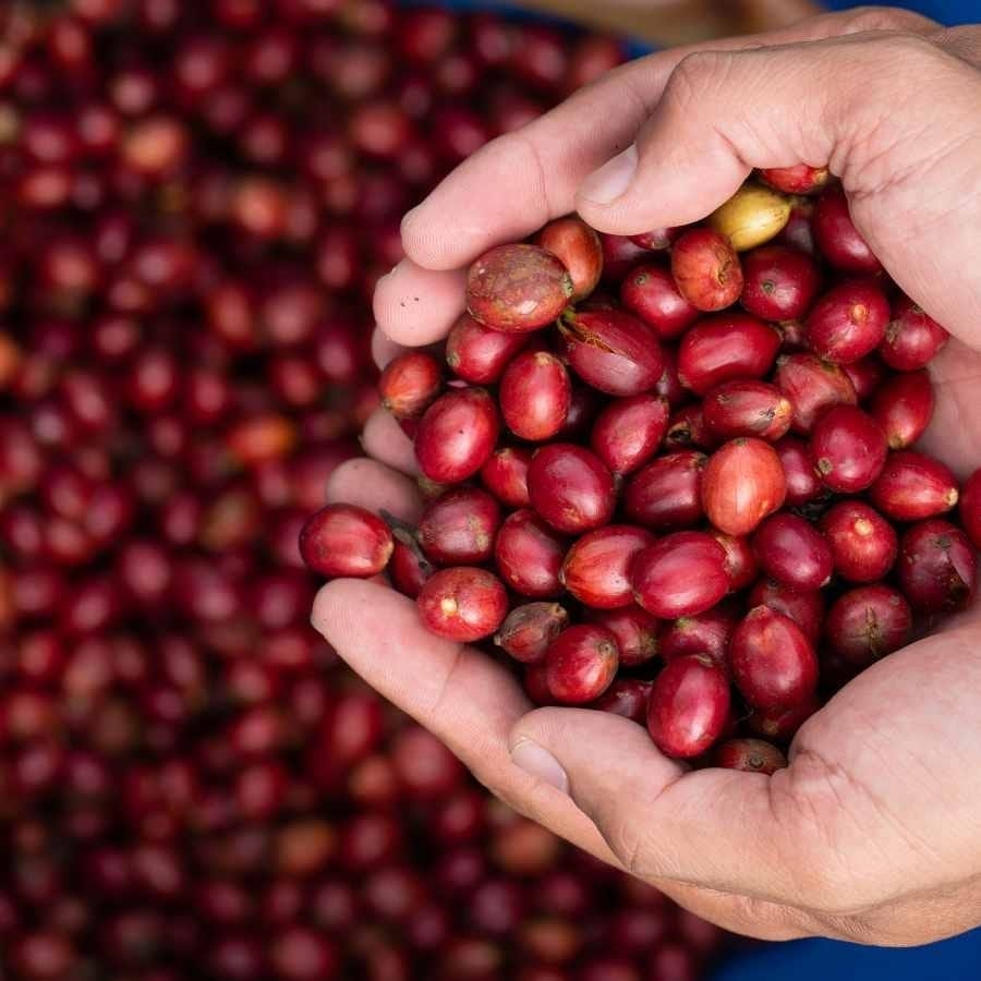 Giá cà phê giảm nhẹ ở các vùng trồng.
