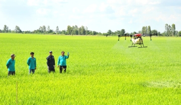 An Giang thúc đẩy liên kết doanh nghiệp - HTX để nâng giá trị lúa gạo công nghệ cao