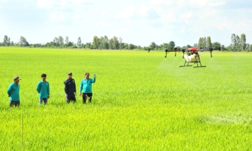 An Giang hiện đang là địa phương tiên phong trong xây dựng chuỗi liên kết sản xuất lúa gạo công nghệ cao.