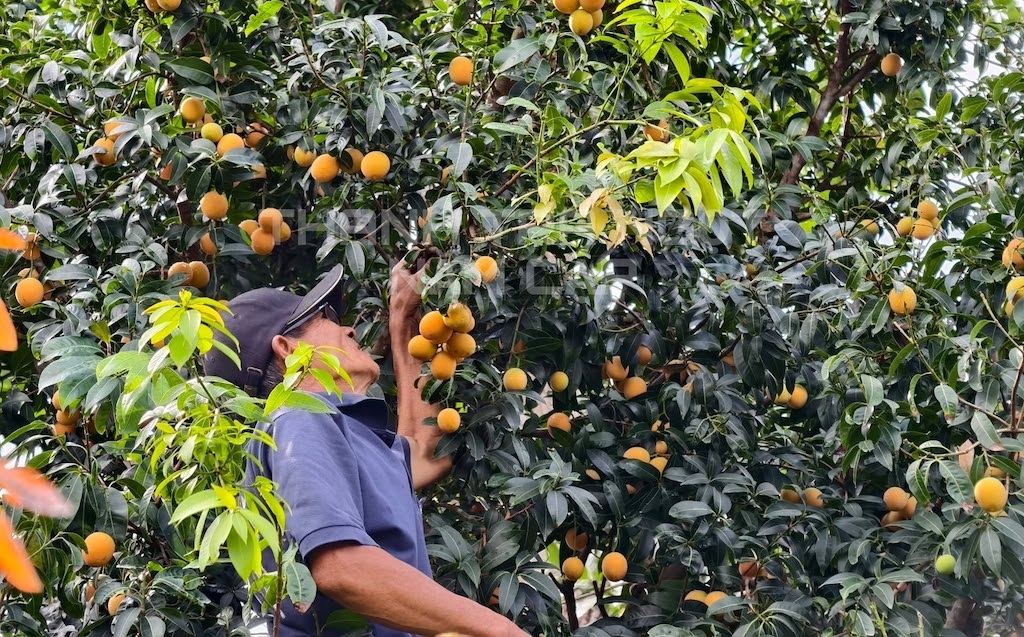 HTX Thanh trà ngọt Đông Thành từng bước bảo vệ tài sản trí tuệ từ giống cây, truy xuất nguồn gốc đến thương hiệu sản phẩm.