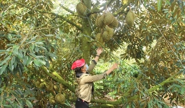 Từ truy xuất nguồn gốc đến bảo hộ tài sản trí tuệ: