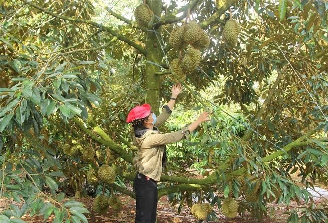 Từ truy xuất nguồn gốc đến bảo hộ tài sản trí tuệ: "Vé thông hành" cho nông sản xuất khẩu