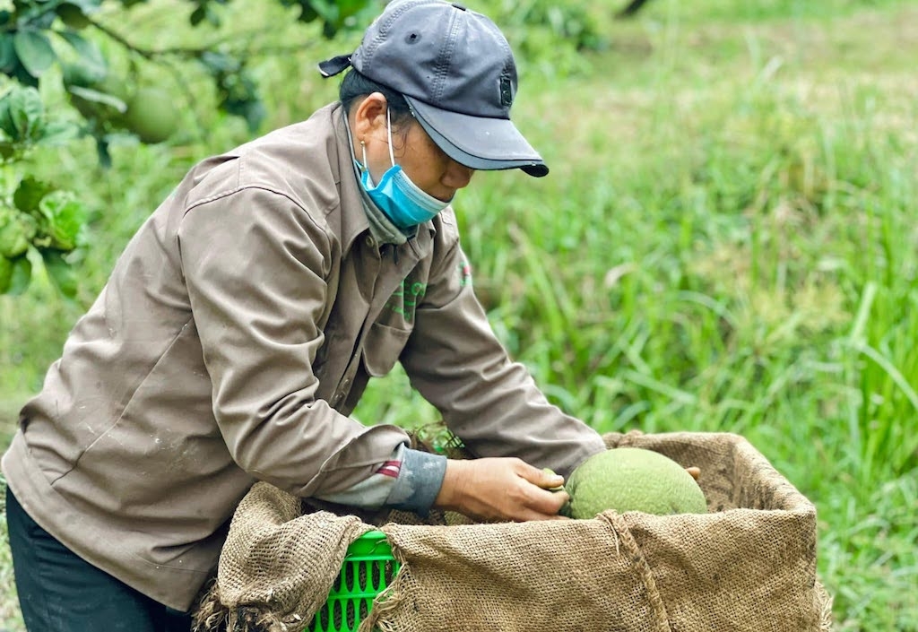 Từ sản xuất đến xây dựng thương hiệu, các HTX ở Đồng Nai nâng cao nhận thức về chất lượng sản phẩm và bảo vệ tài sản trí tuệ.