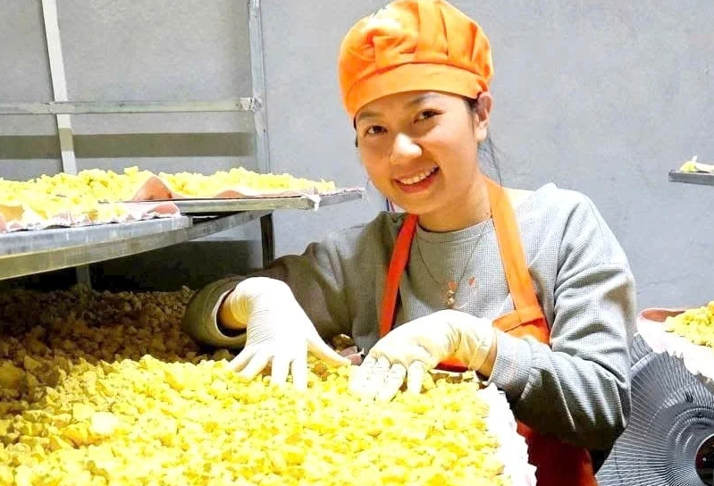 Chị Vi Thị Ánh trên vùng nghệ nếp đỏ