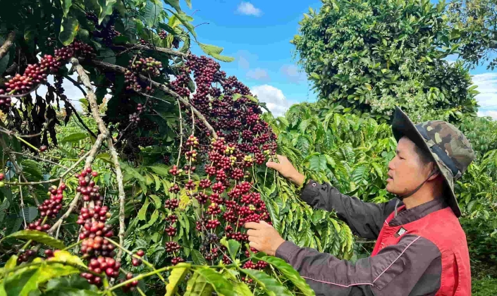 Lực cầu ổn định, cà phê giữ mốc 96.500 đồng/kg