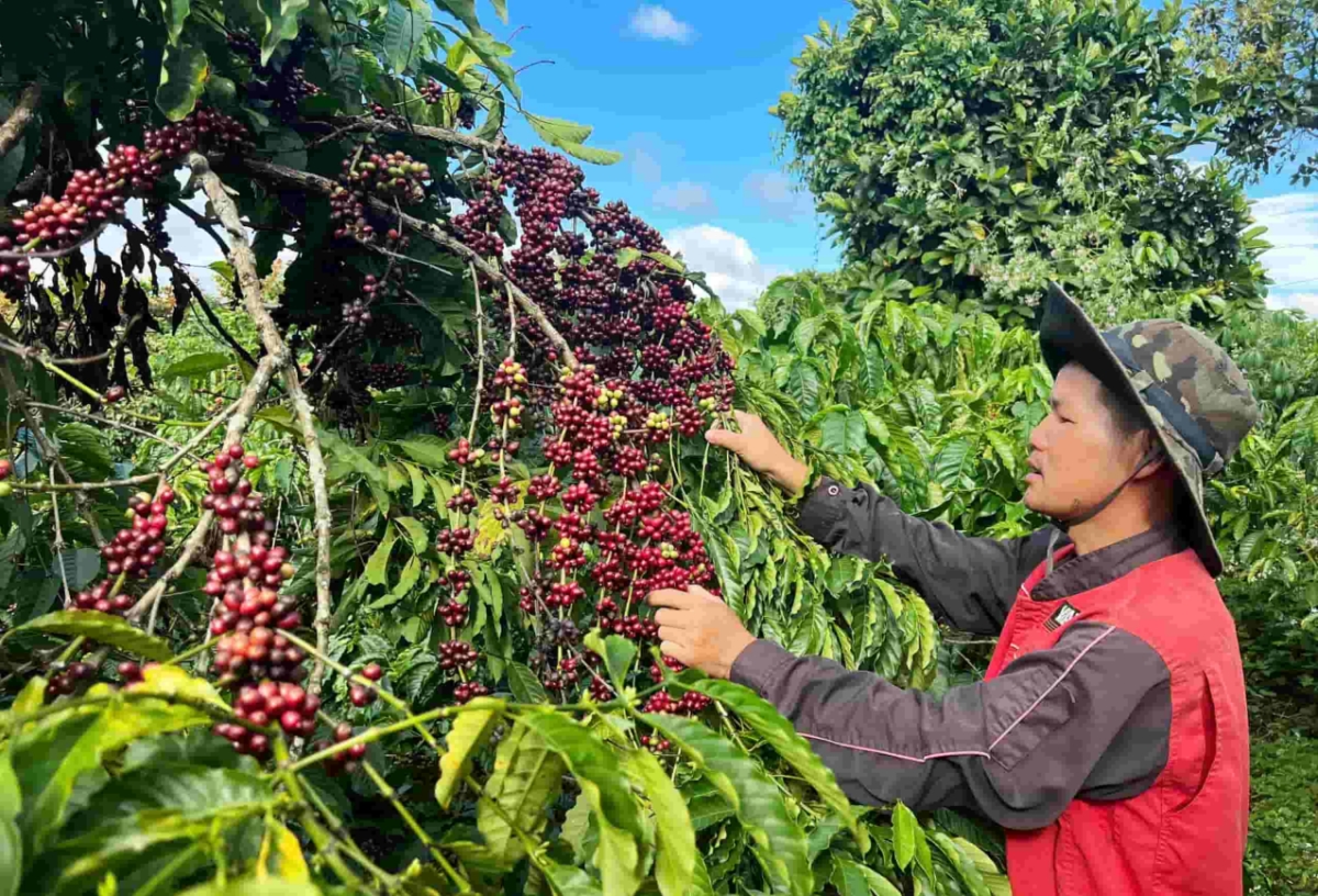 Giá cà phê giữ ổn định ở hầu hết các vùng trồng trọng điểm ở Tây Nguyên.