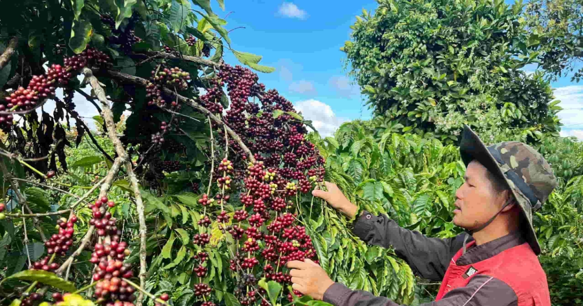Giá cà phê ổn định tại 96.500 đồng/kg - Thị trường 05/08