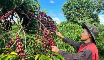 Lực cầu ổn định, cà phê giữ mốc 96.500 đồng/kg