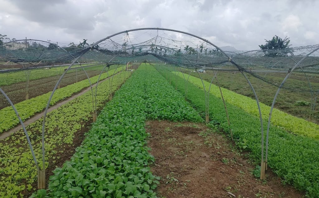 Vùng trồng của HTX Rau an toàn Túy Loan được sản xuất theo tiêu chuẩn VietGAP, ứng dụng truy xuất nguồn gốc, góp phần xây dựng thương hiệu và nâng cao giá trị tài sản trí tuệ.