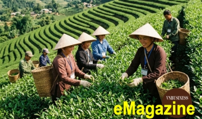 Chè Chợ Mới và chuyện xây dựng thương hiệu của HTX