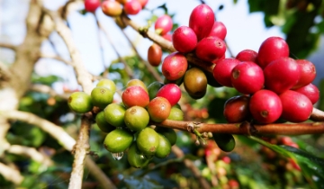 Tiếp đà tăng, giá cà phê chạm mốc 99.000 đồng/kg