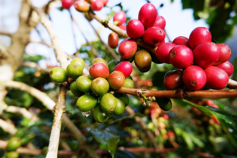 Giá cà phê tăng ở các vùng trồng trọng điểm ở Tây Nguyên.