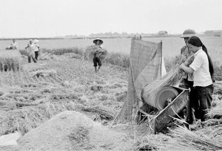 Xã viên Hợp tác xã nông nghiệp trong vụ mùa năm 1988.