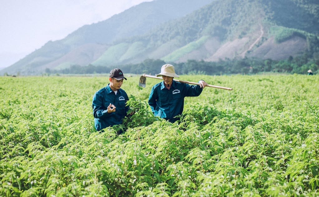 Vùng nguyên liệu là nền tảng để nhiều HTX ở Quảng Trị nâng cao chất lượng sản phẩm, xây dựng thương hiệu và phát triển tài sản trí tuệ.