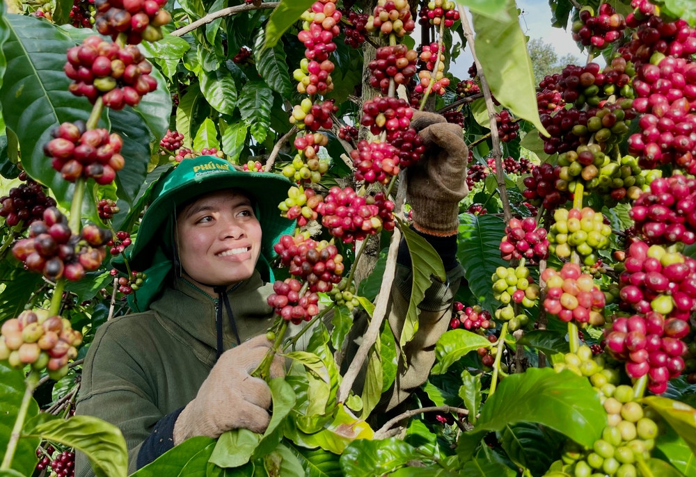 Giá cà phê điều chỉnh nhẹ ở Tây Nguyên.