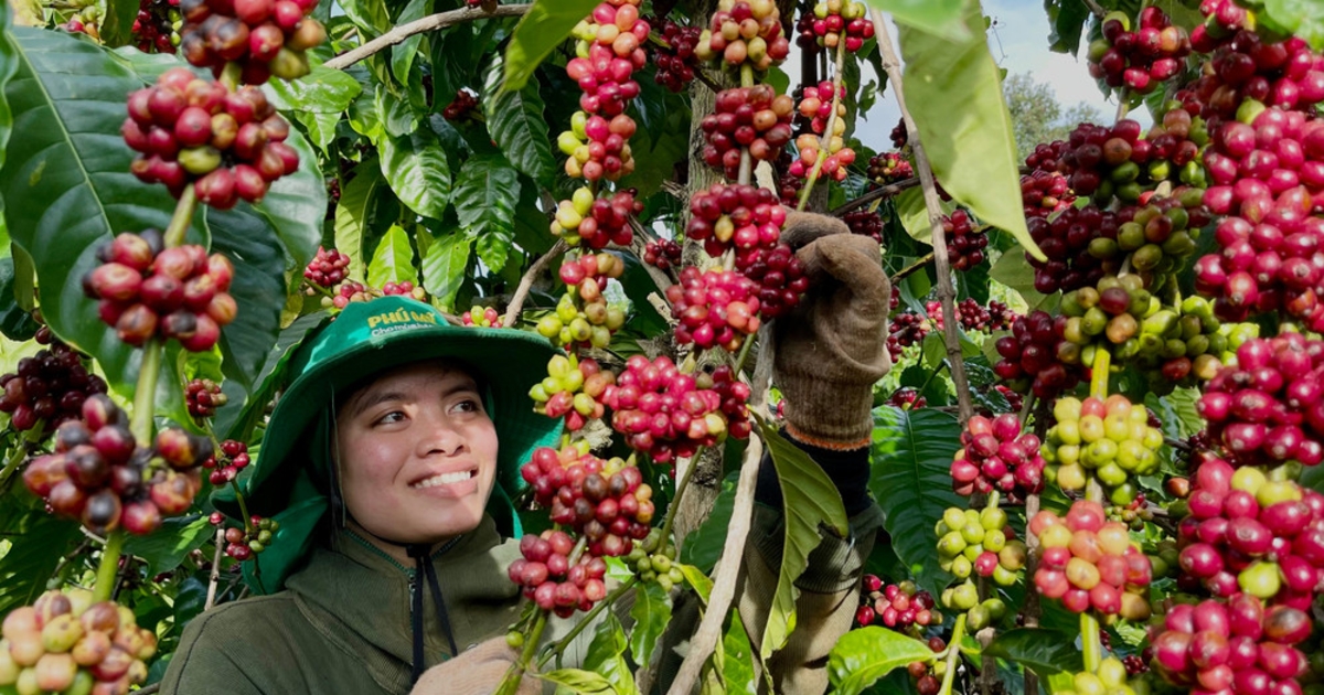 Giá Cà Phê Trong Nước Điều Chỉnh Nhẹ, Arabica Tăng Vọt