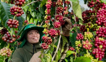 Giá cà phê trong nước giảm nhẹ, Arabica trên sàn New York tăng vọt