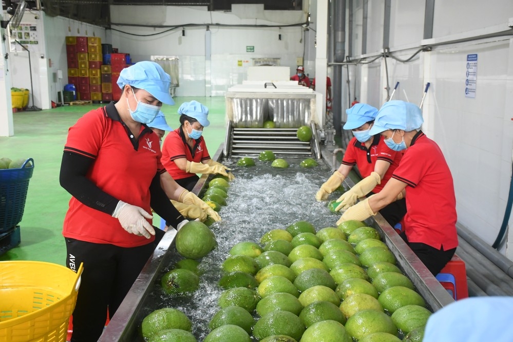 Ngày 22/4, lô bưởi tươi đầu tiên của Việt Nam được xuất khẩu sang Australia bằng đường hàng không sau hơn 2 năm đàm phán và hoàn thiện các yêu cầu kỹ thuật.