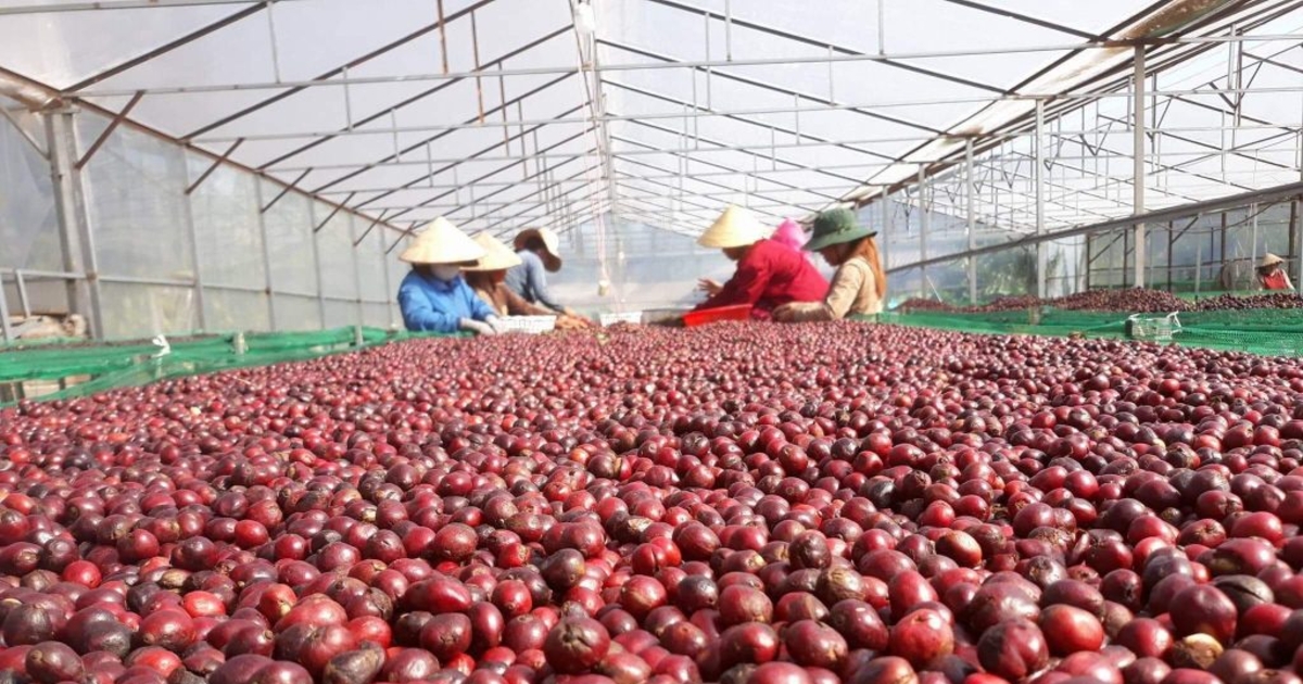 Giá cà phê nội địa tăng, hướng tới 100.000 đồng/kg