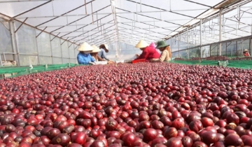 Giá cà phê tăng ngược chiều thế giới, áp sát mốc 100.000 đồng/kg