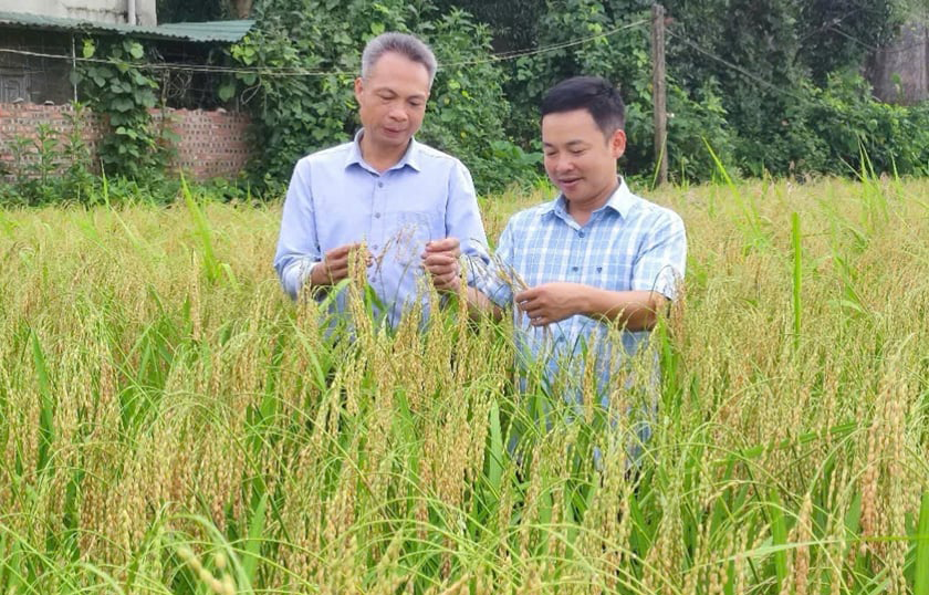 Bao bì hút chân không Gạo Nếp Gà gáy Mỹ Lung đạt OCOP 4 sao và ISO 22000