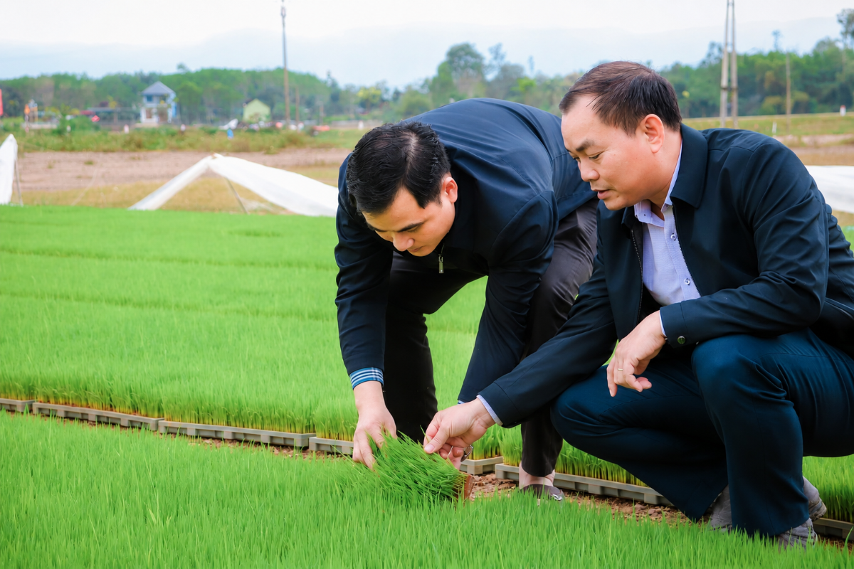 Giống cây trồng quyết định đến năng suất, chất lượng sản phẩm.