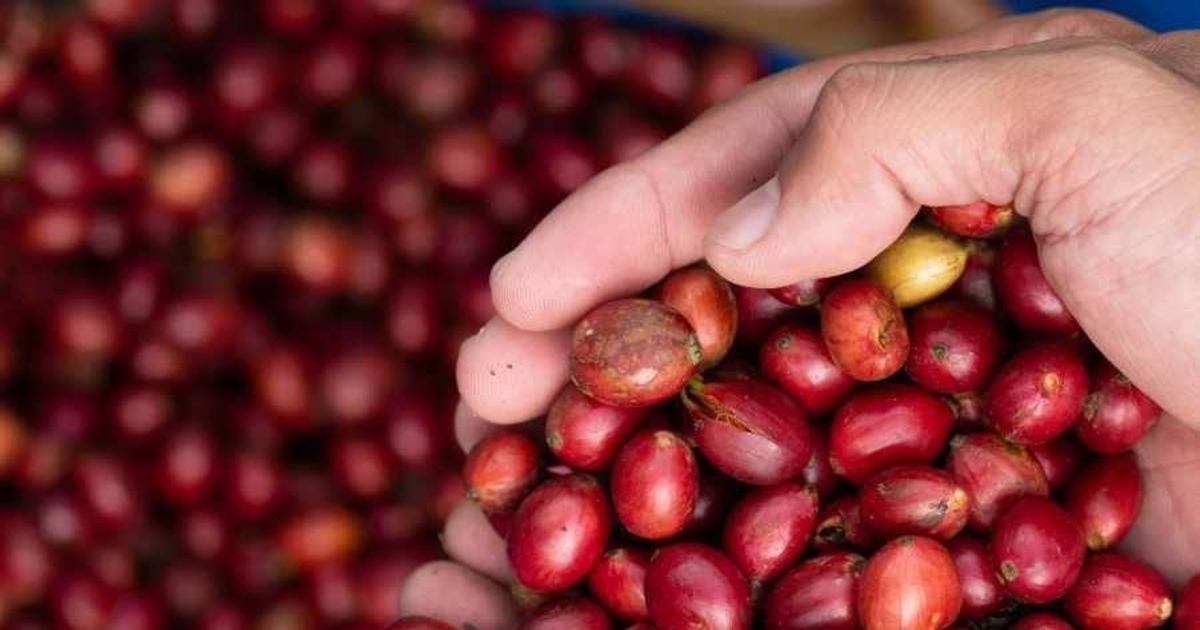 Giá cà phê tại Tây Nguyên và sàn London hạ nhiệt, Arabica tiếp tục bứt phá