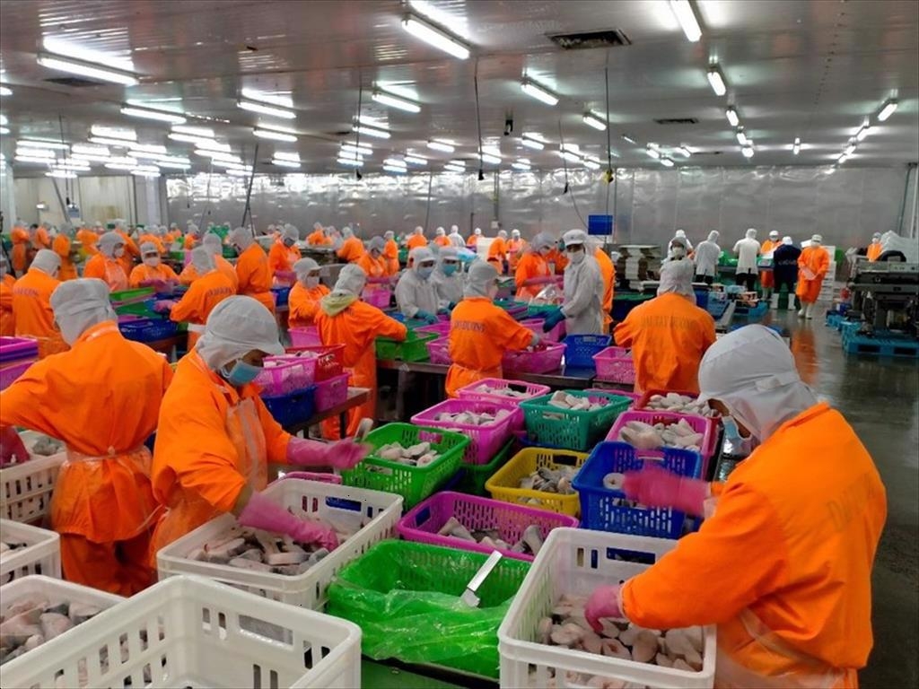 Thuỷ sản Nam Việt đối mặt với áp lực lợi nhuận suy giảm, dòng tiền kinh doanh chuyển âm và dư nợ vay tăng hơn 200 tỷ đồng sau nửa đầu năm.