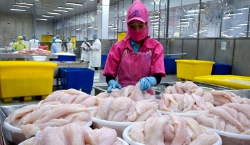 Xuất khẩu cá tra sang Mỹ gặp khó khi thuế chống bán phá giá tăng mạnh
