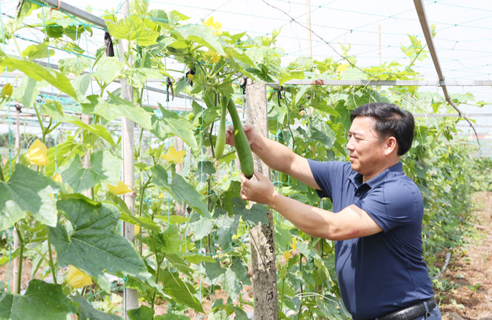 Mô hình quy hoạch và ứng dụng công nghệ tại HTX Khánh Thành