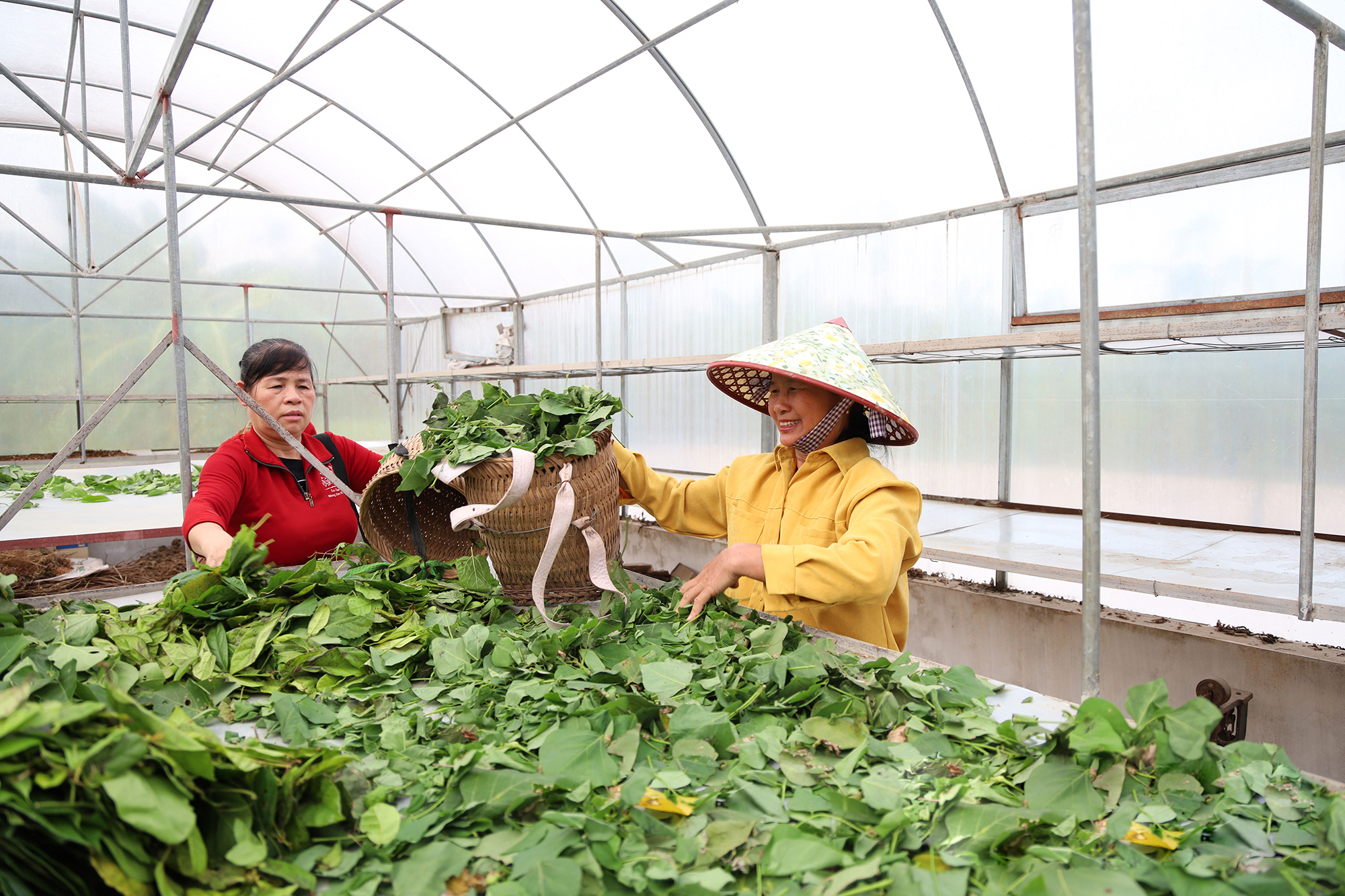 Nông dân thu hoạch nông sản đạt chuẩn VietGAP