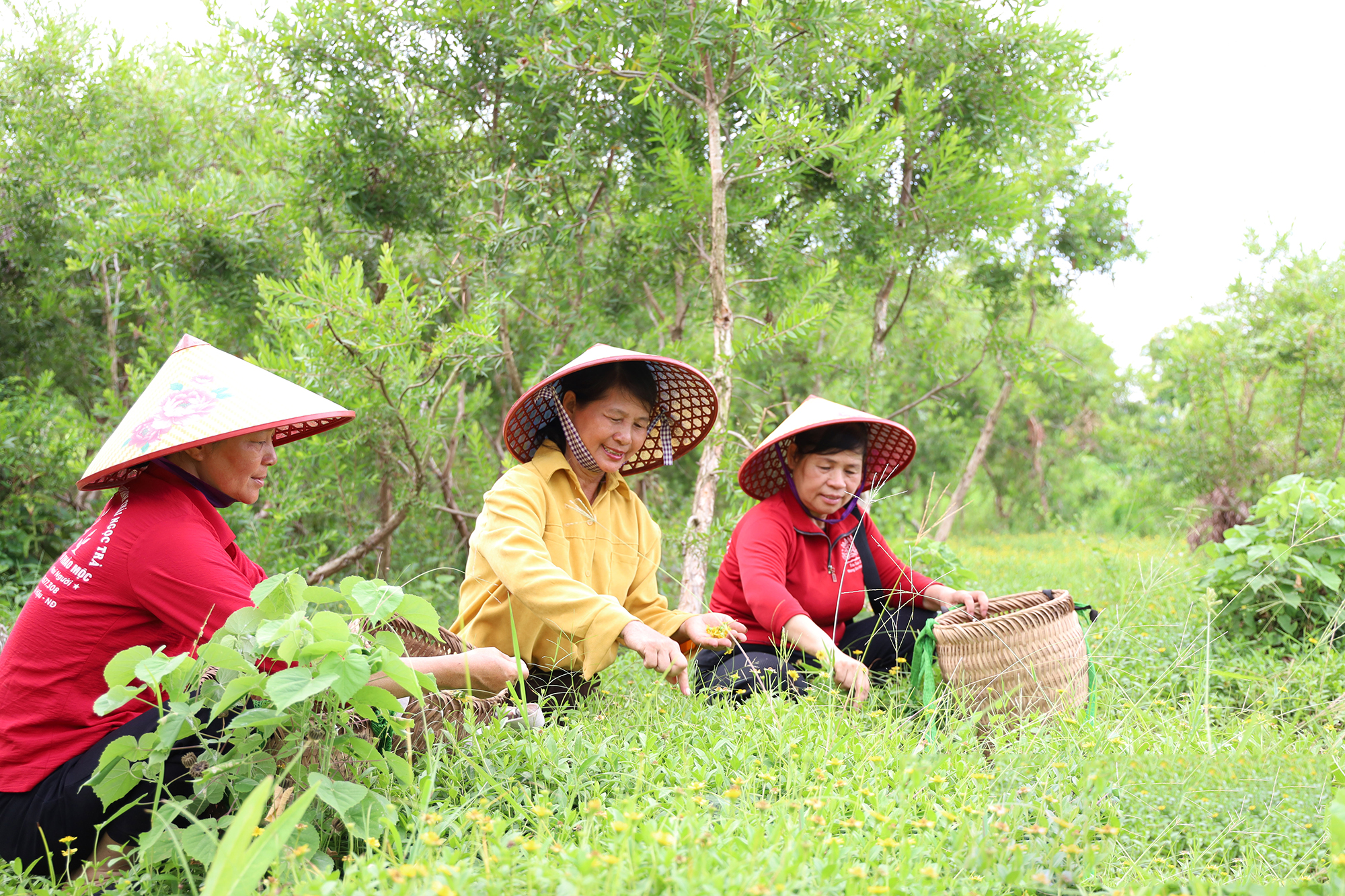 Chế biến sâu và sản phẩm dược liệu OCOP HTX Ngọc Trà