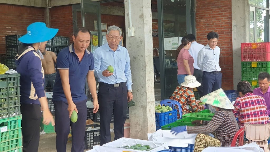 HTX GAP Cù Lao Giêng từng bước xây dựng văn hóa sở hữu trí tuệ, gắn thương hiệu với chất lượng và giá trị sản phẩm trái cây địa phương.