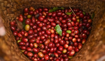 Giá cà phê giảm, duy trì quanh mốc 94.900 đồng/kg