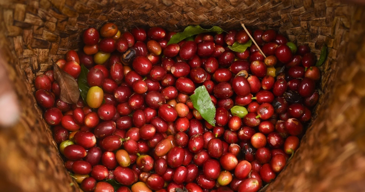 Giá cà phê giảm xuống 94.800 đồng/kg - Cập nhật mới nhất