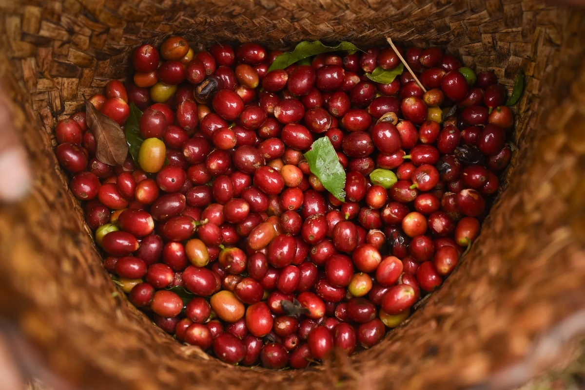 Giá cà phê giảm ở các vùng trồng tại Tây Nguyên.