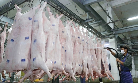 Mạng lưới cơ sở giết mổ gia súc, gia cầm tập trung trên địa bàn Hà Nội vừa được phê duyệt gồm 28 cơ sở, phân bố trên địa bàn 25 xã.