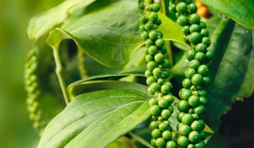 Luật chơi nông sản đổi từng ngày, hàng Việt đứng trước loạt yêu cầu mới
