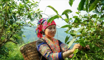 Khi sở hữu trí tuệ thành “tấm hộ chiếu” để nông sản Lào Cai vươn xa