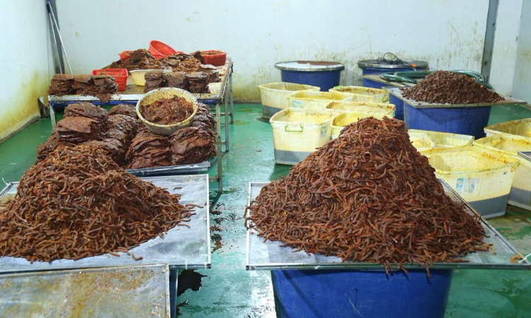 ‘Hô biến’ 130 tấn thịt trâu thành khô bò, bán công khai trên các sàn thương mại điện tử