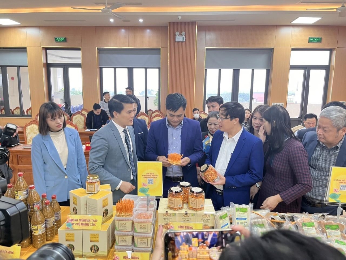 Hợp tác xã Nông nghiệp dược liệu công nghệ cao KOVI giới thiệu sản phẩm đông trùng hạ thảo.