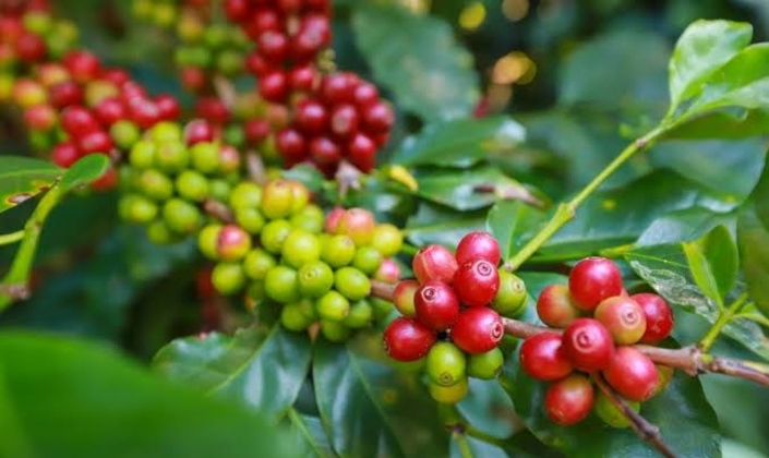 Giá cà phê bật tăng mạnh trên diện rộng