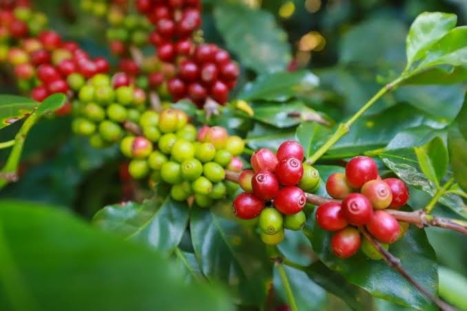 Giá cà phê bật tăng cả ở trong nước và trên thị trường quốc tế.