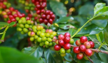 Giá cà phê bật tăng mạnh trên diện rộng